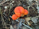 Hygrocybe marchii image