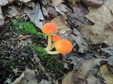 Hygrocybe marchii image