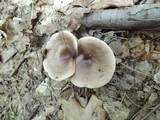 Lactarius mucidus image