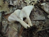 Lactarius mucidus image
