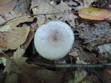 Lactarius cinereus image