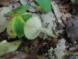 Lactarius cinereus image