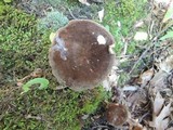 Lactarius lignyotus var. canadensis image