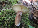 Lactarius lignyotus var. canadensis image