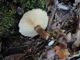 Lactarius lignyotus var. canadensis image