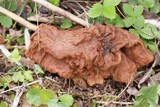 Gyromitra gigas image