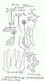 Naucoria amarescens image