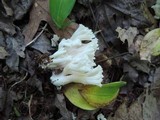 Ramariopsis kunzei image