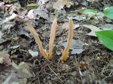 Clavaria argillacea image