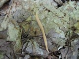 Clavaria argillacea image