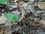 Clavaria argillacea image