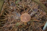 Imleria badia image