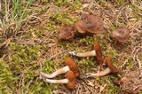 Cortinarius vernus image