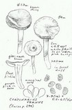 Cortinarius vernus image