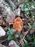 Gyromitra korfii image