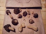 Morchella punctipes image