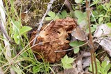 Gyromitra gigas image