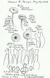 Kuehneromyces lignicola image