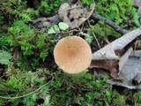 Laccaria longipes image