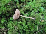 Laccaria longipes image