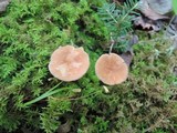 Laccaria longipes image