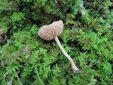 Laccaria longipes image