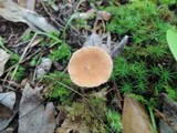Laccaria longipes image
