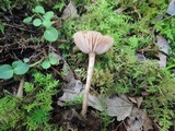 Laccaria longipes image