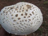 Amanita cokeri image