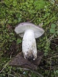 Russula grisea image