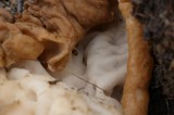 Gyromitra gigas image