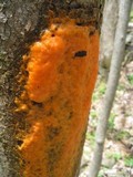 Fusicolla merismoides image