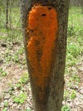 Fusicolla merismoides image
