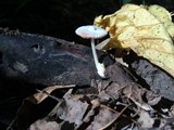 Volvariella hypopithys image