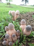 Leucoagaricus americanus image
