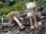 Amanita rubescens var. rubescens image