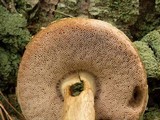 Tylopilus felleus image