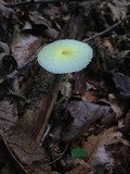 Leucocoprinus fragilissimus image