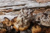 Gyromitra gigas image