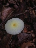 Leucocoprinus fragilissimus image