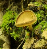 Helvella macropus var. brevis image
