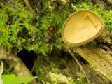 Helvella macropus image