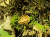 Helvella macropus image