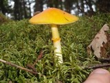 Amanita elongata image