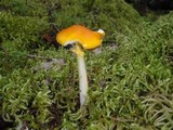 Amanita elongata image