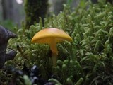 Amanita elongata image