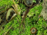 Humaria hemisphaerica image