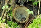 Humaria hemisphaerica image