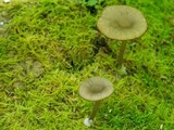 Arrhenia epichysium image