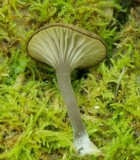 Arrhenia epichysium image